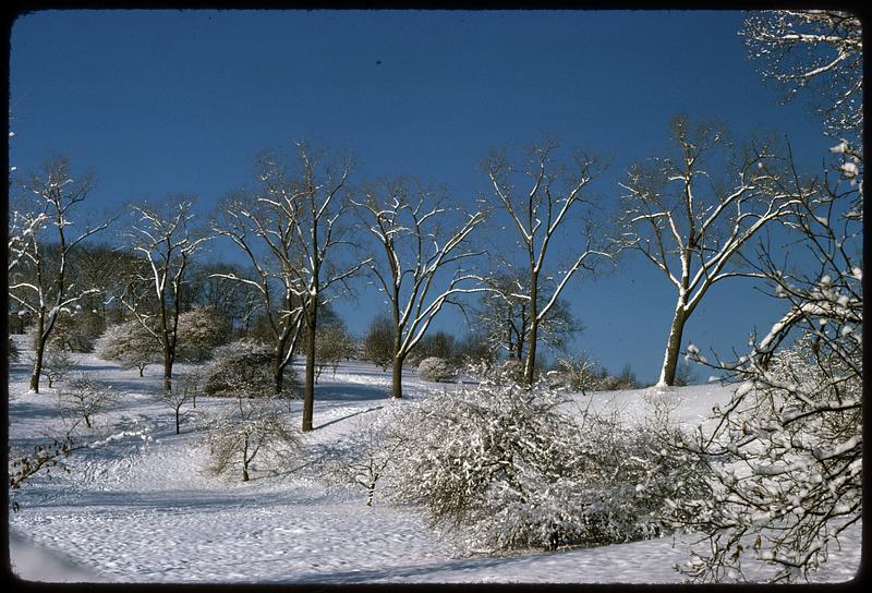 Snow covered trees and ground