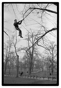 Tree maintenance, Boston Common