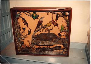 Taxidermied birds and reptiles in display case