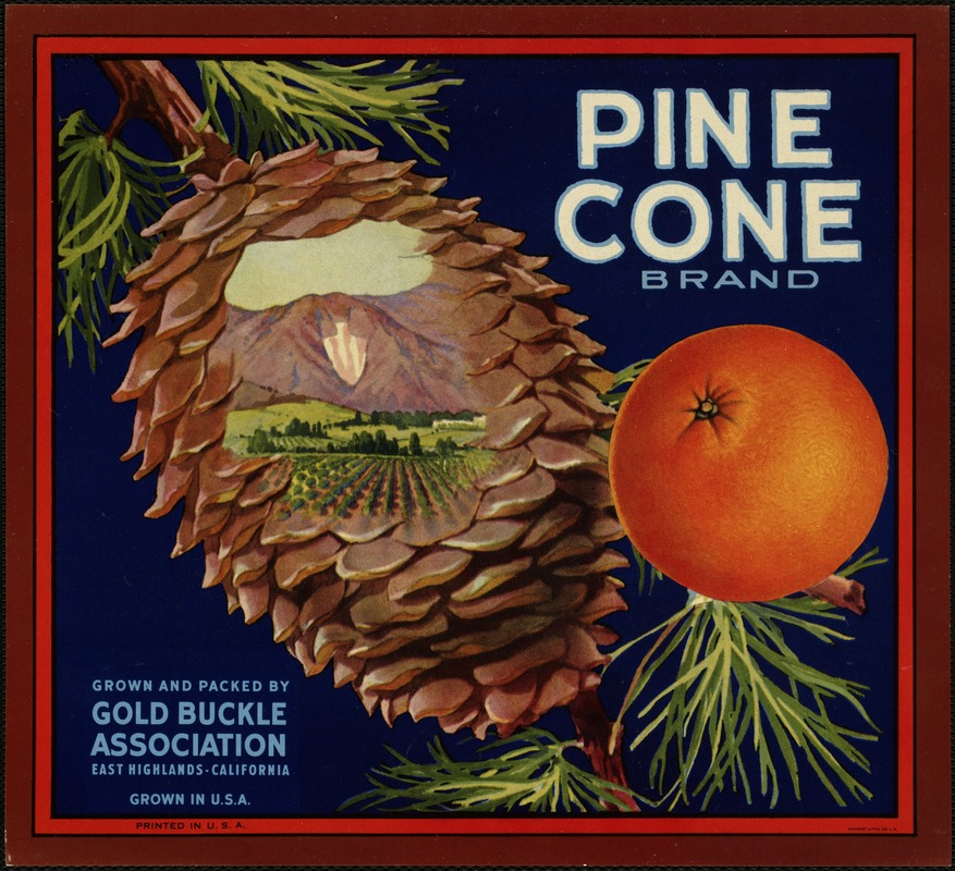 Pine Cone Brand. Grown and packed by Gold Buckle Association, East Highlands, California