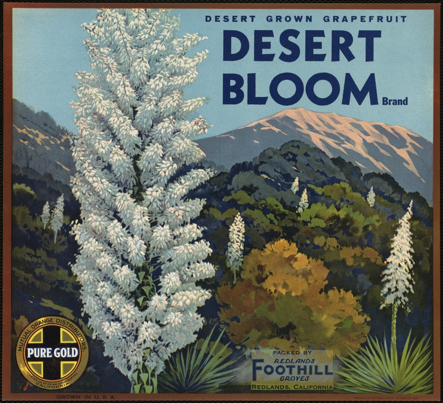 Desert Bloom Brand. Desert grown grapefruit, packed by Redlands Foothill Groves, Redlands, California