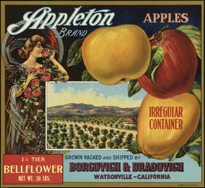 Appleton Brand. Apples, grown packed and shipped by Borgovich & Dragovich, Watsonville, California