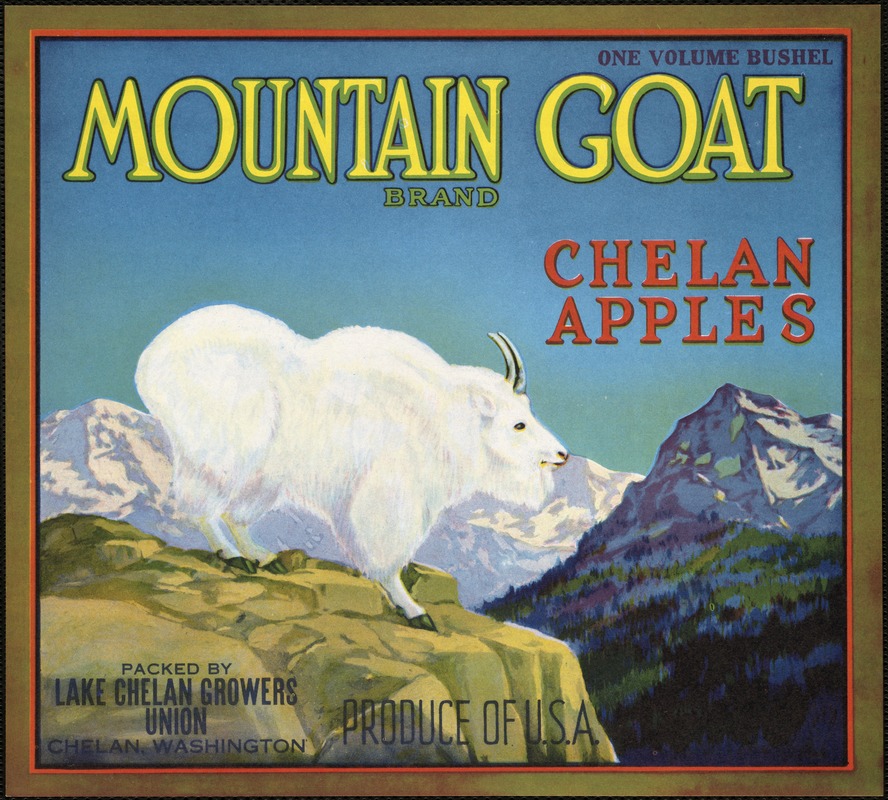 Mountain Goat Brand. Chelan apples, packed by Lake Chelan Growers Union, Chelan, Washington