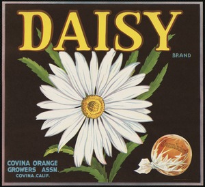 Daisy Brand. Covina Orange Growers Assn., Covina, Calif.