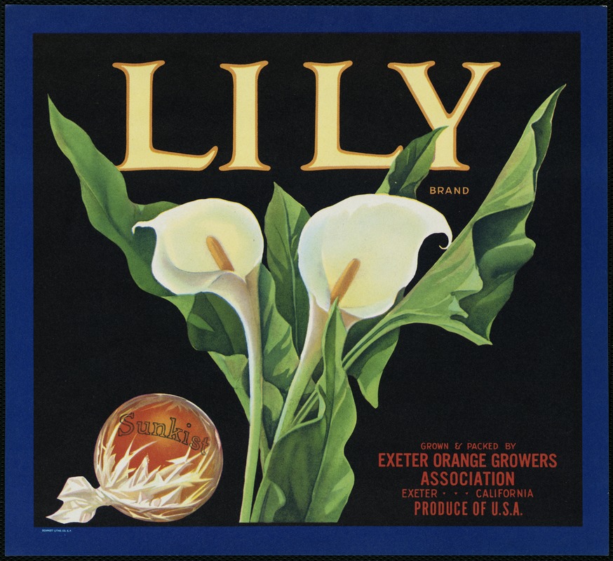 Lily Brand. Grown & packed by Exeter Orange Growers Association, Exeter California