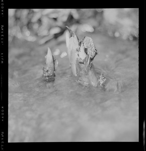 Skunk cabbage