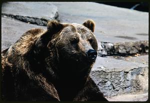 Head and shoulders of brown bear