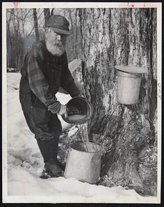 Never Too Old for The Sugarin' Season-Arthur Wade, 75, pours sap from a big maple tree in the "sugar bush" on the farm owned by Silas Snow near Williamsburg, where he has worked all his life.