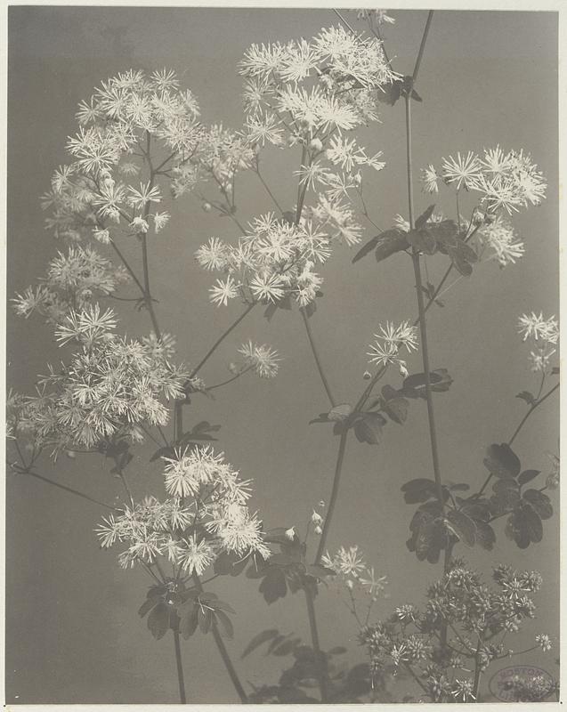 382. Thalictrum polygamum, meadow rue