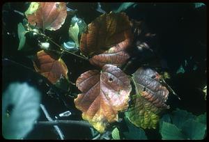 Leaves turning red