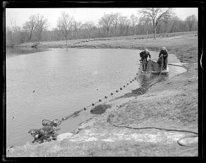 Animals: Herring run, Raynham
