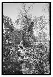Uprooted tree