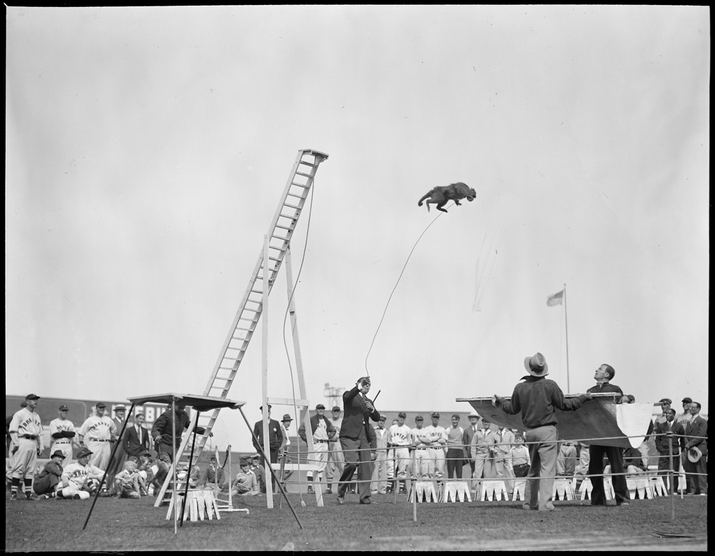 Braves watch as monkey does tricks at Braves Field