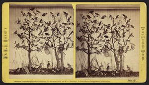 Specimens of taxidermied birds perched on trees on display at Mrs. M. A. Maxwell's Rocky Mountain Museum