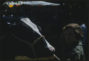 Person standing next to cow