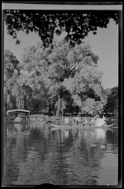 Swan boats in the Public Garden, Boston