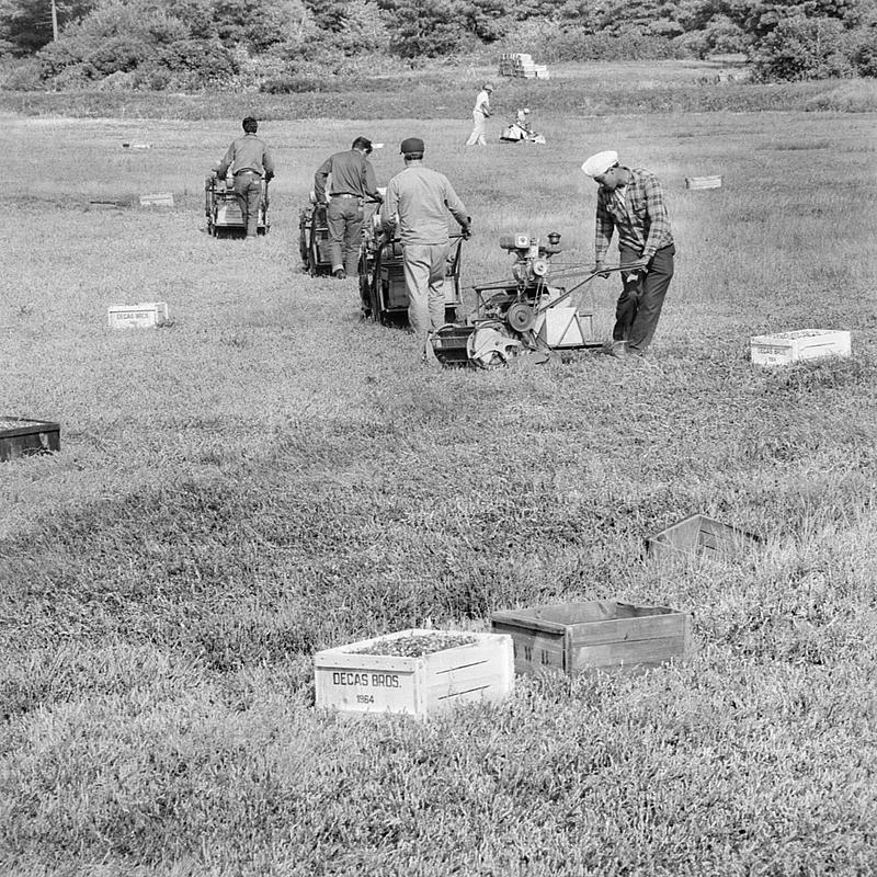 Decas Cranberry Bog dry harvesting Digital Commonwealth