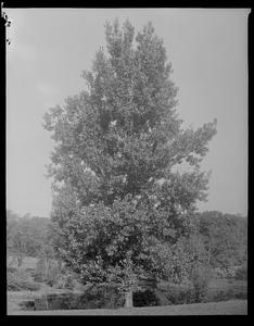 Populus carolinensis