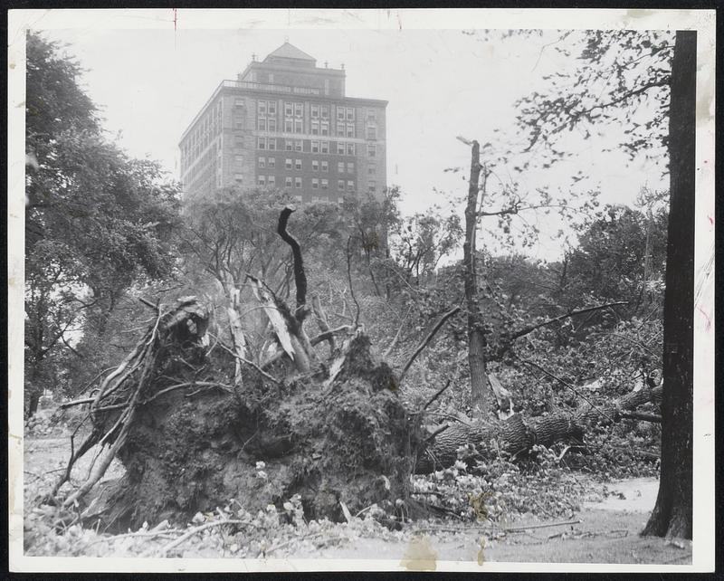 Might of Hurricane Carol toppled this huge tree in the Public Gardens today. Unperturned in the background is the Ritz Carlton Hotel.