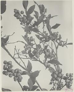 92. Vaccinium corymbosum, fruit of high blueberry