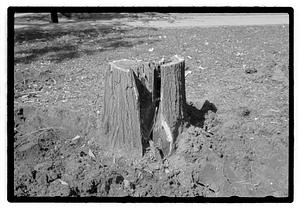 Tree root excavation