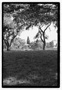 Trees, bridge in background