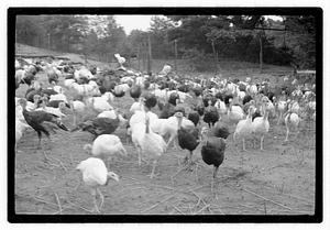 Turkey farm