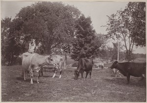Photograph Album of the Newell Family of Newton, Massachusetts - Uncle Hamlet's Cows -