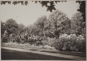 Photograph Album of the Newell Family of Newton, Massachusetts - Grounds of Plimpton and Newell Residence, 87 Chestnut St. West Newton, Massachusetts -