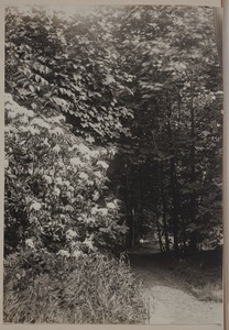 Photograph Album of the Newell Family of Newton, Massachusetts - Grounds of Plimpton and Newell Residence, 87 Chestnut St. West Newton, Massachusetts -