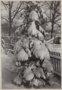Photograph Album of the Newell Family of Newton, Massachusetts - Snow at 153 Webster St. -