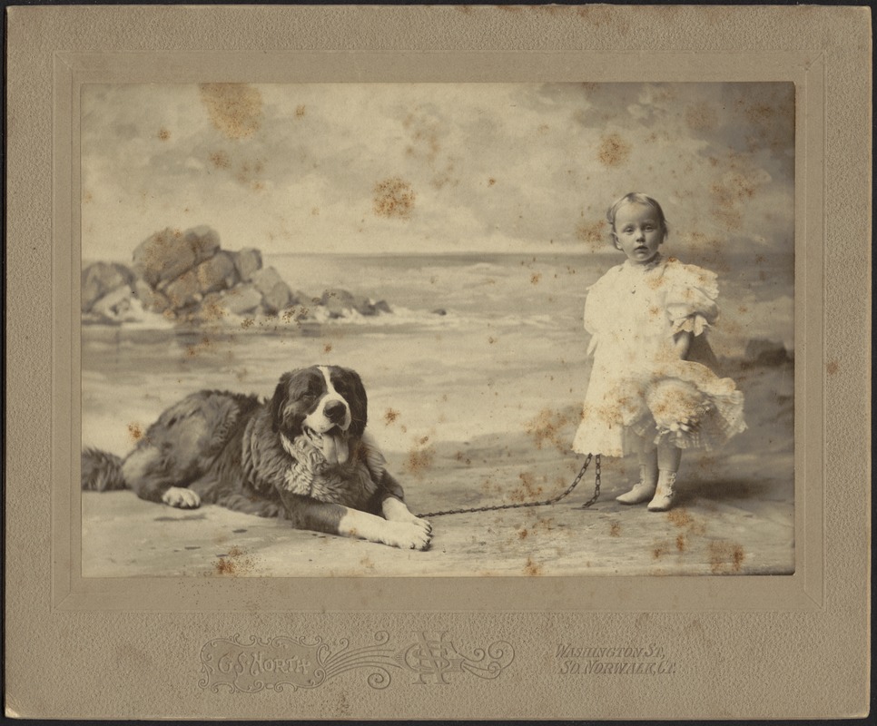 Studio portrait of small child with St. Bernard on leash