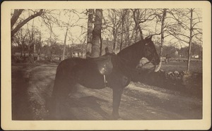 Ashdale Farm. Saddled horse on dirt road; stone walls and trees; white houses in distance