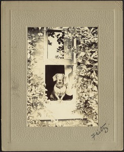 "Fritz" (dachshund) sitting in open window framed by vines