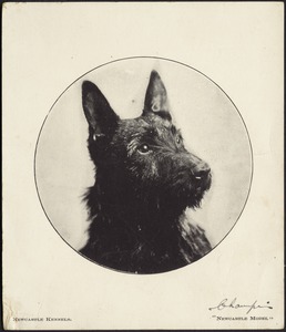 Portrait of a black Scottish Terrier, "Champion"