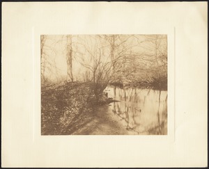 Riverbank in woods