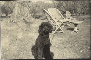 Black dog [Pum?] sitting on grass near white lawn furniture; orchard in distance