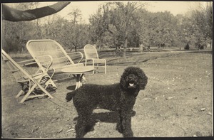 Black dog [Pum?] standing on grass near white lawn furniture; orchard in distance