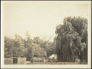 Distant view of perennial garden and willows