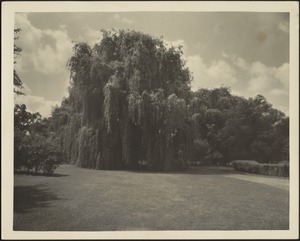View of the grounds and willow trees
