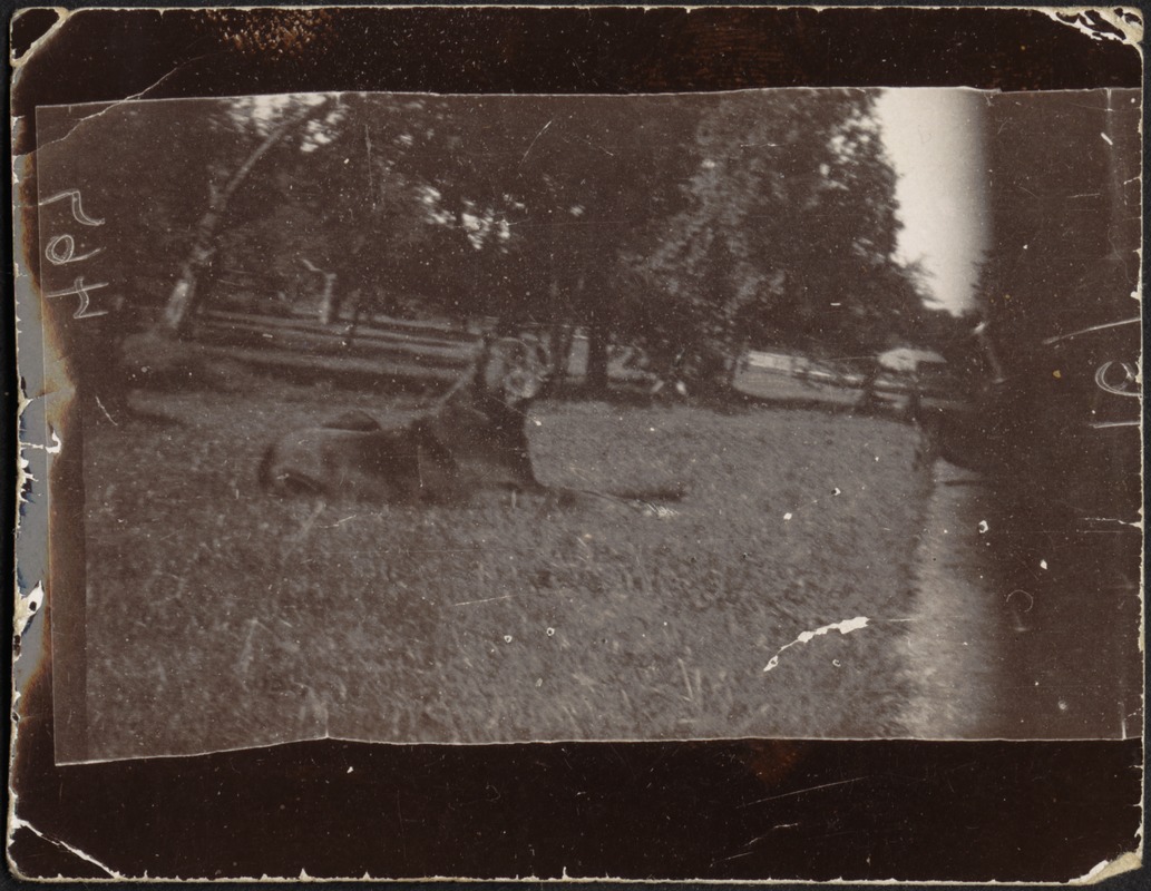 Ashdale Farm. Gertrude Stevens Kunhardt with dogs.