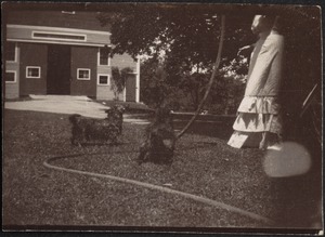 Ashdale Farm. Gertrude Stevens Kunhardt with dogs.