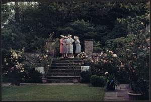 Ashdale Farm. View of Rose Garden in bloom; group of women at top of stairs