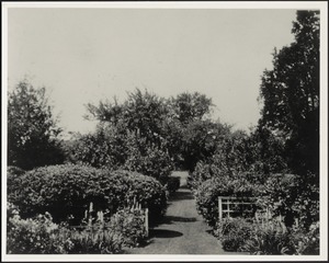 Perennial Garden and white fence; hedges