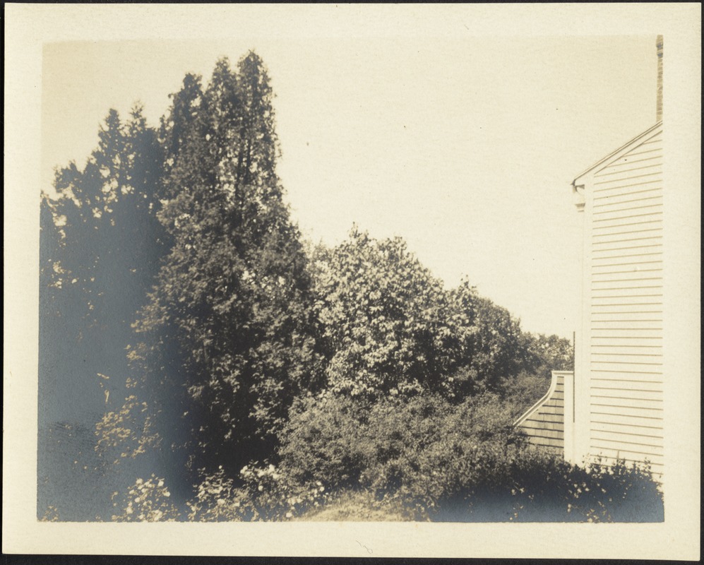 View of trees and back of house