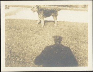 Dog on lawn; shadow of man with hat