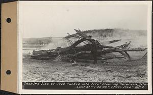 Contract No. 61, Clearing West Branch, Quabbin Reservoir, Belchertown, Pelham, Shutesbury, New Salem, Ware (including in areas of former towns of Enfield and Prescott), showing size of tree pushed into fire, Quabbin Reservoir, Mass., Jan. 26, 1939