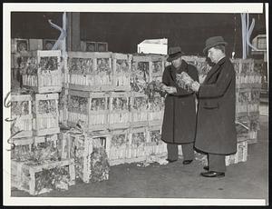 City health inspectors examine celery from a load condemned today at the South Boston Terminal.