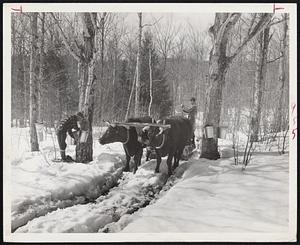 Picturesque Oxen are very often used to pull sled carrying sap from woods to the sugar house.