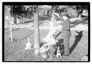 Dogs